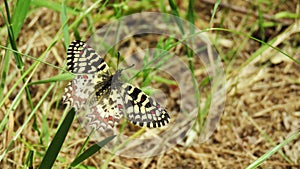 Mariposa arlequin Zerynthia ruminaÃÂ butterfly photo